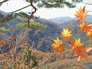 關(guān)于最準(zhǔn)一肖一碼100%澳門(mén)，一個(gè)關(guān)于違法犯罪的問(wèn)題探討